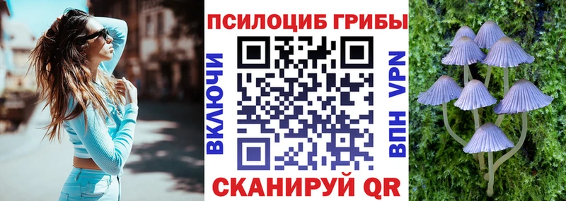 дарнет шоп  Терек  Псилоцибиновые грибы Magic Shrooms 